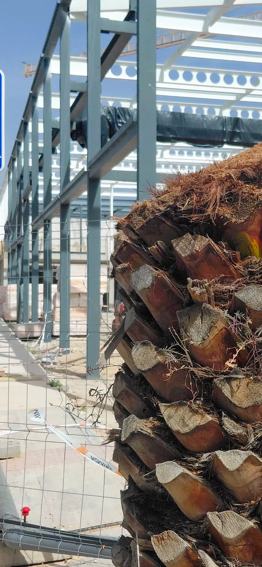Rough palm tree trunk texture contrasting with geometric steel construction frame | Urban Geometry | Alicante province | MarkOWiHu Photographer Fotógrafo • markowihu.es