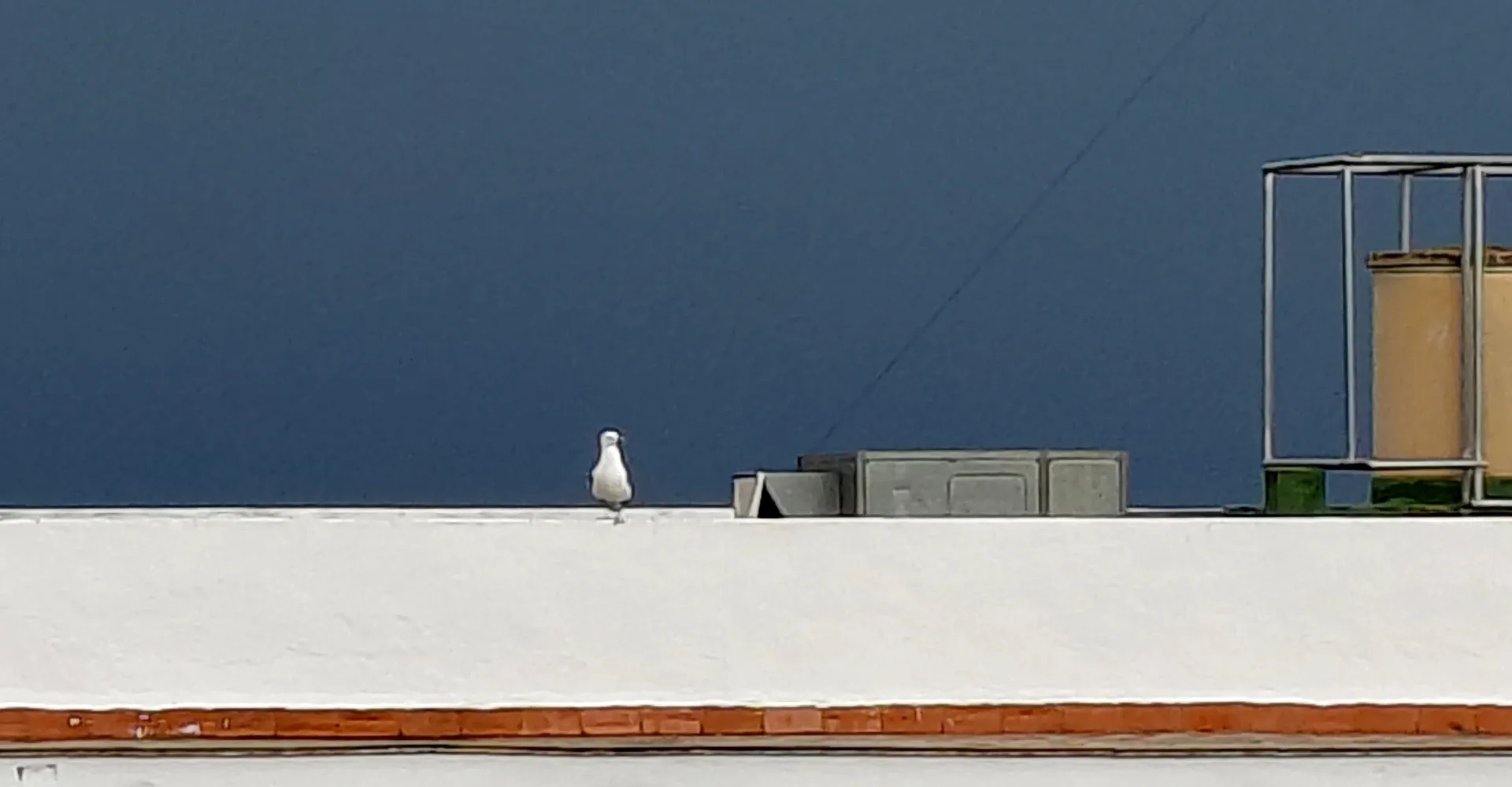 Line of sight minimalism showing a single white seagull perched on a ledge against a dark slate sky