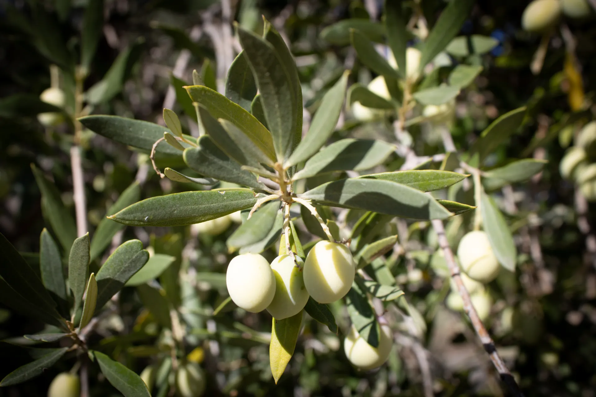 Olive tree branch laden with young olives in mid-winter | Natural World | Alicante province | MarkOWiHu Photographer Fotógrafo • markowihu.es