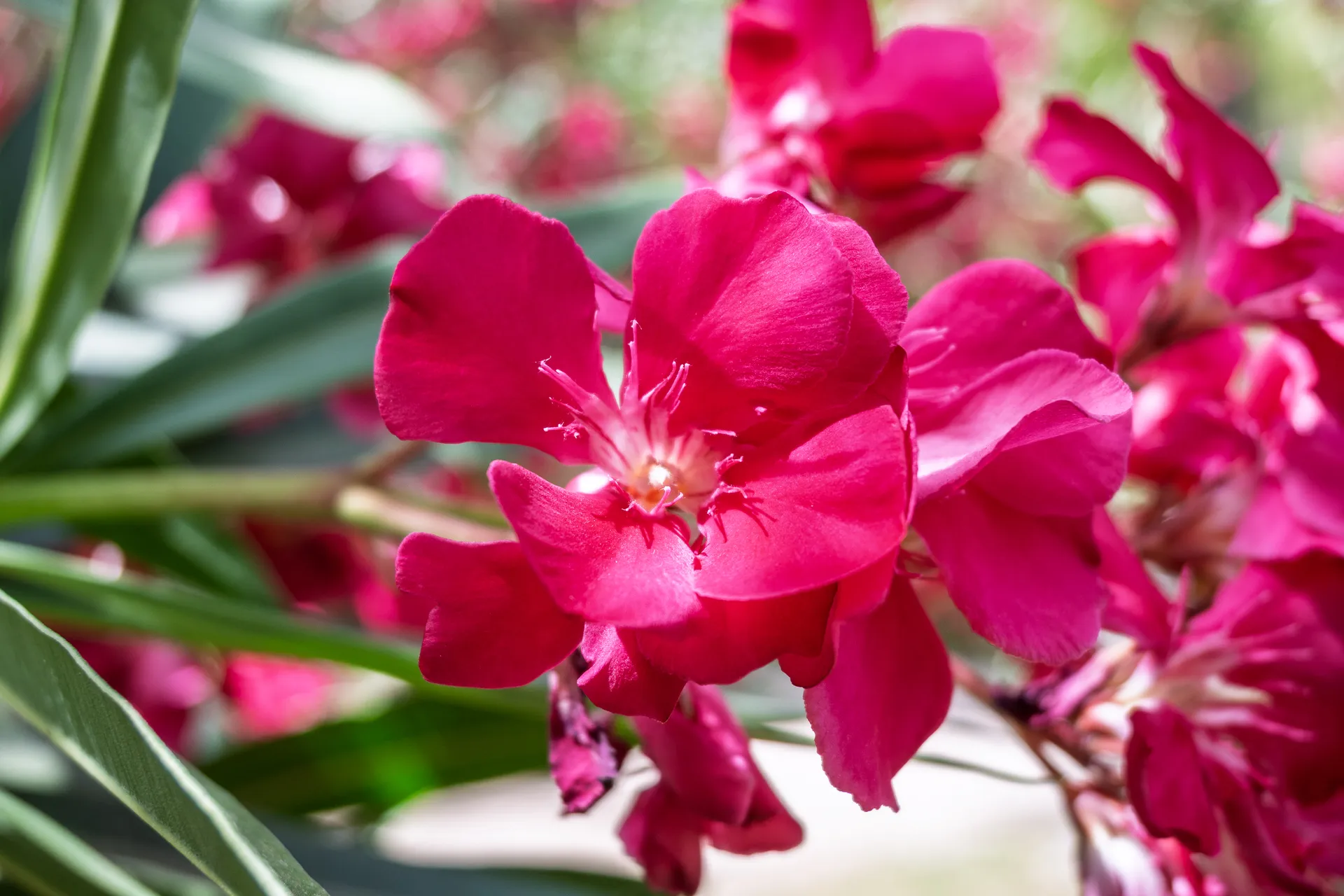 High-contrast magenta oleander petals against green leaves | Natural World | Alicante province | MarkOWiHu Photographer Fotógrafo • markowihu.es