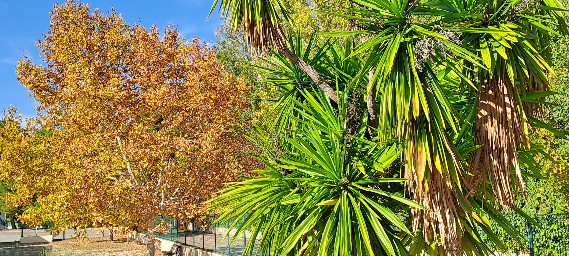 Warm autumn foliage displaying rich seasonal orange transition | Natural World | Alicante province | MarkOWiHu Photographer Fotógrafo • markowihu.es