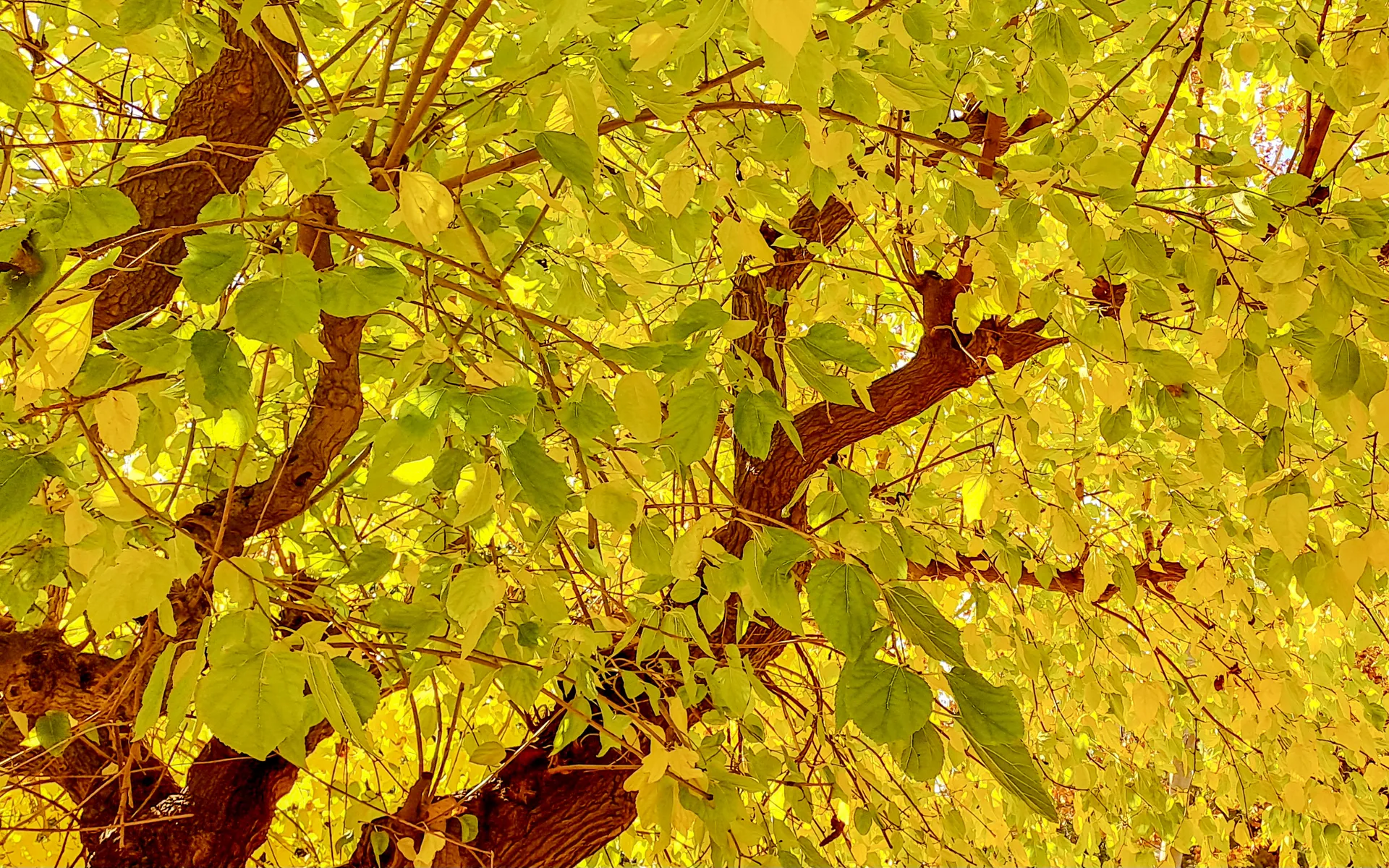 Golden autumn leaves illuminated by warm natural sunlight | Natural World | Alicante province | MarkOWiHu Photographer Fotógrafo • markowihu.es