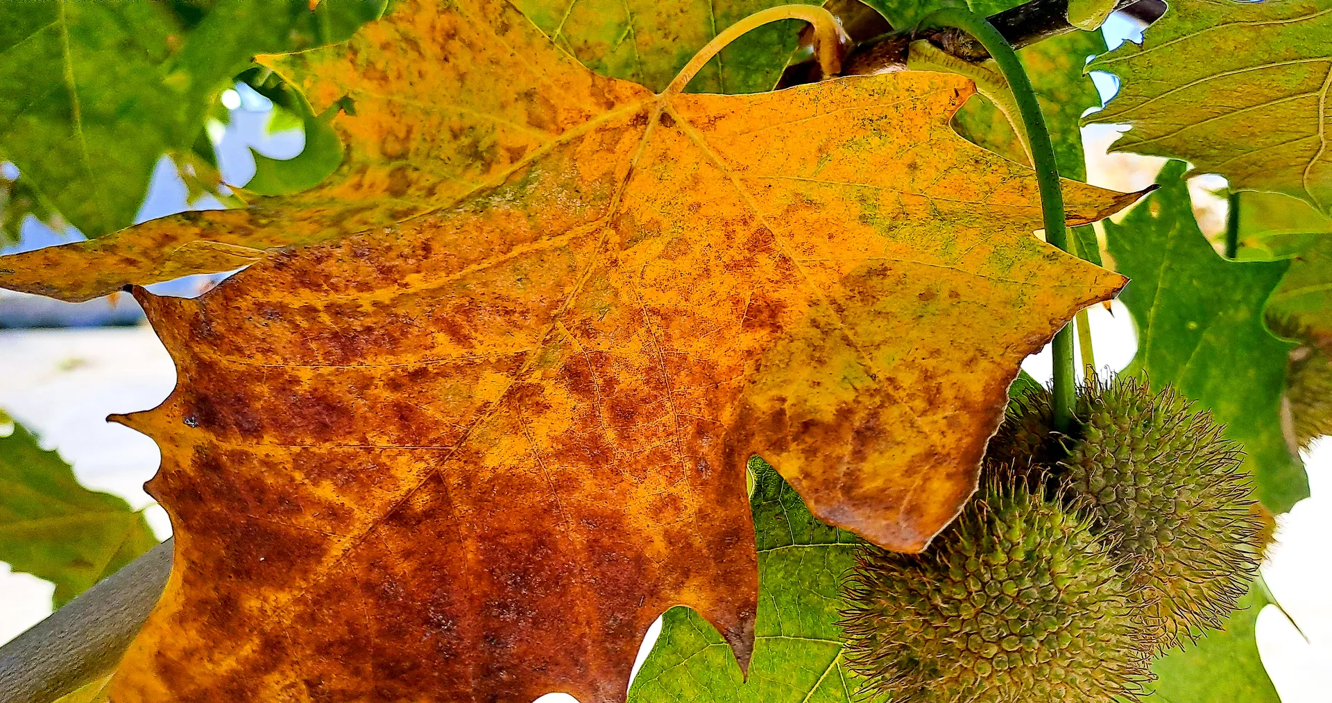 Close-up vertical study of autumn leaf texture and warm decay | Natural World | Alicante province | MarkOWiHu Photographer Fotógrafo • markowihu.es