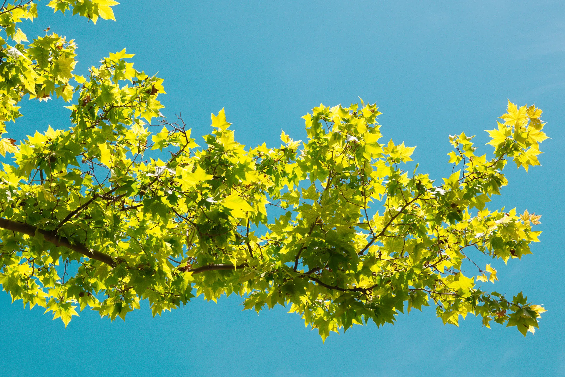 Translucent sunlit chartreuse oak leaves against deep azure sky | Natural World | Alicante province | MarkOWiHu Photographer Fotógrafo • markowihu.es