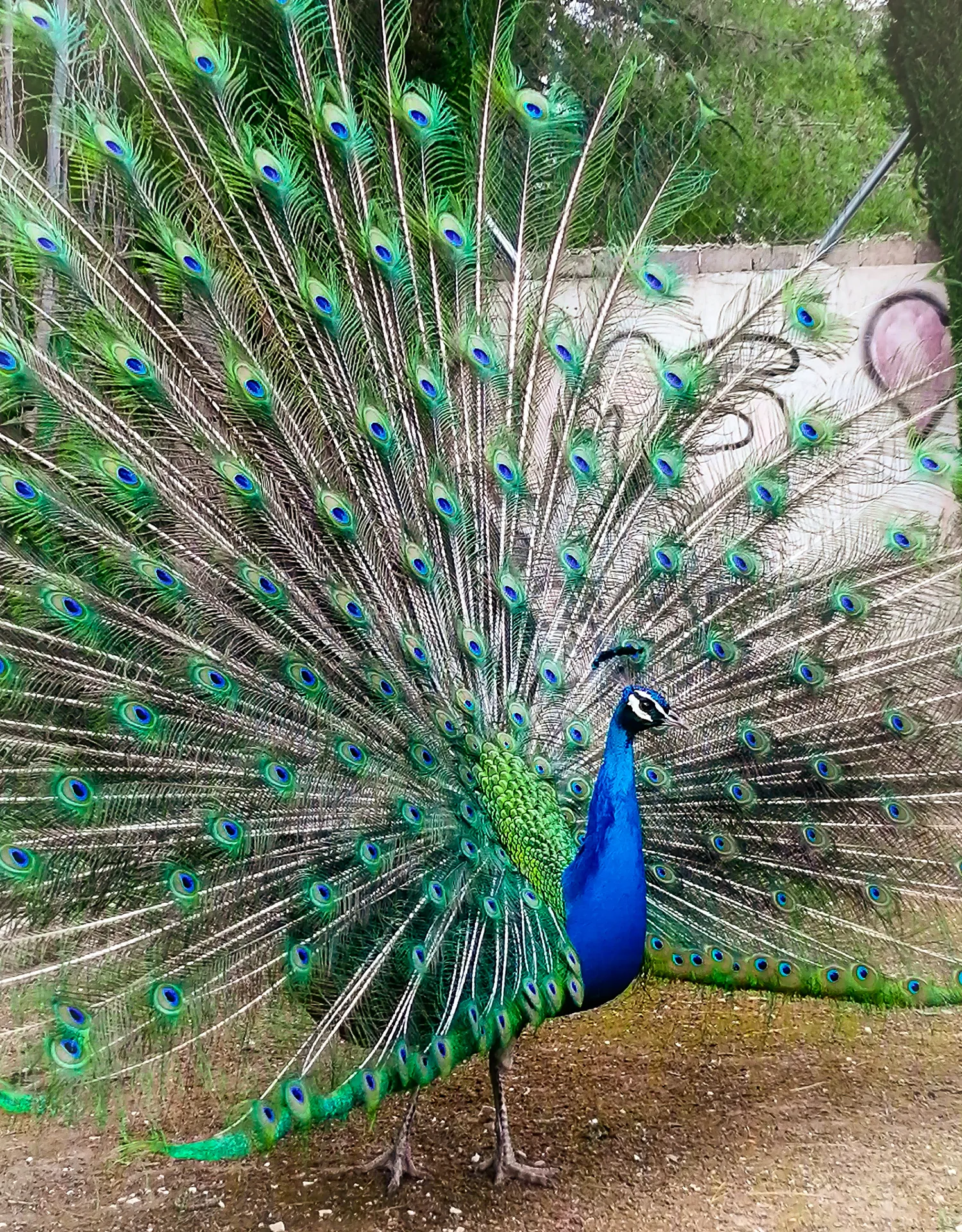 Peacock displaying flared tail feathers in park setting | Natural World | Alicante province | MarkOWiHu Photographer Fotógrafo • markowihu.es