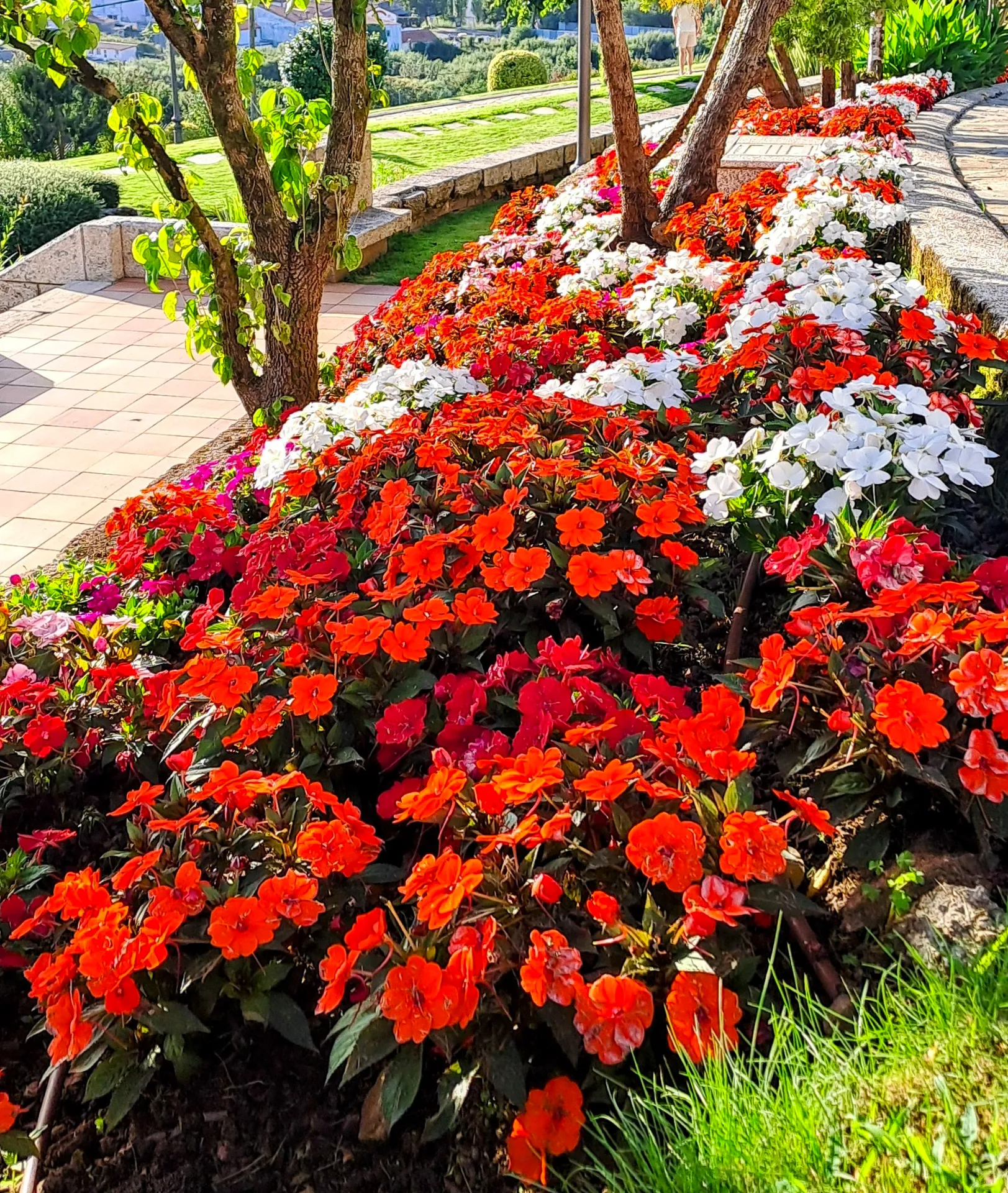 Vivid red Impatiens flower border in lush garden setting | Natural World | Galicia | MarkOWiHu Photographer Fotógrafo • markowihu.es