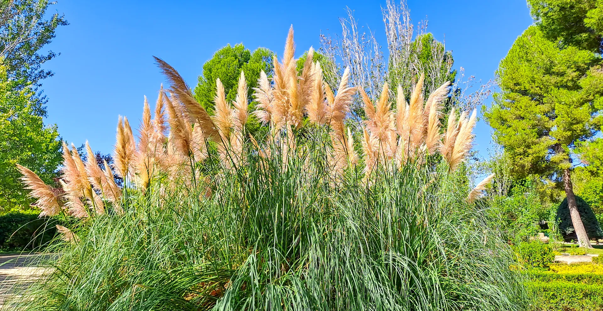 Feathery pampas grass plumes extending vertically against open sky | Natural World | Alicante province | MarkOWiHu Photographer Fotógrafo • markowihu.es