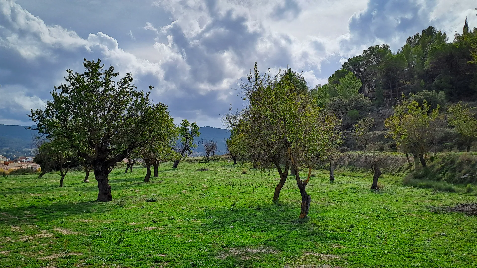 Lush green meadow framed by trees under soft daylight | Natural World | Alicante province | MarkOWiHu Photographer Fotógrafo • markowihu.es