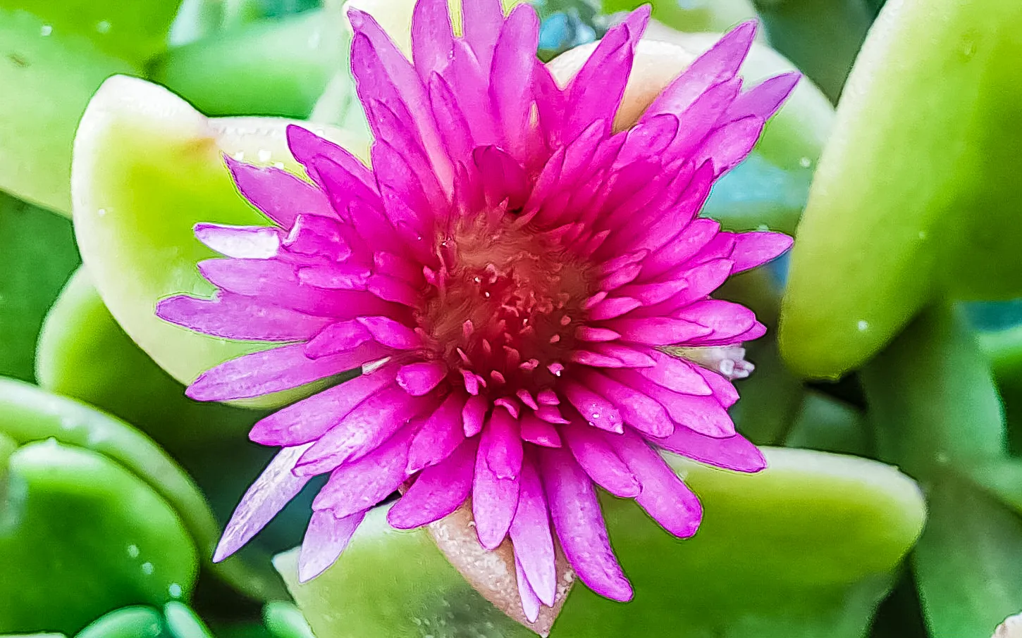 Vivid magenta ice plant blossom macro close-up | Natural World | Alicante province | MarkOWiHu Photographer Fotógrafo • markowihu.es