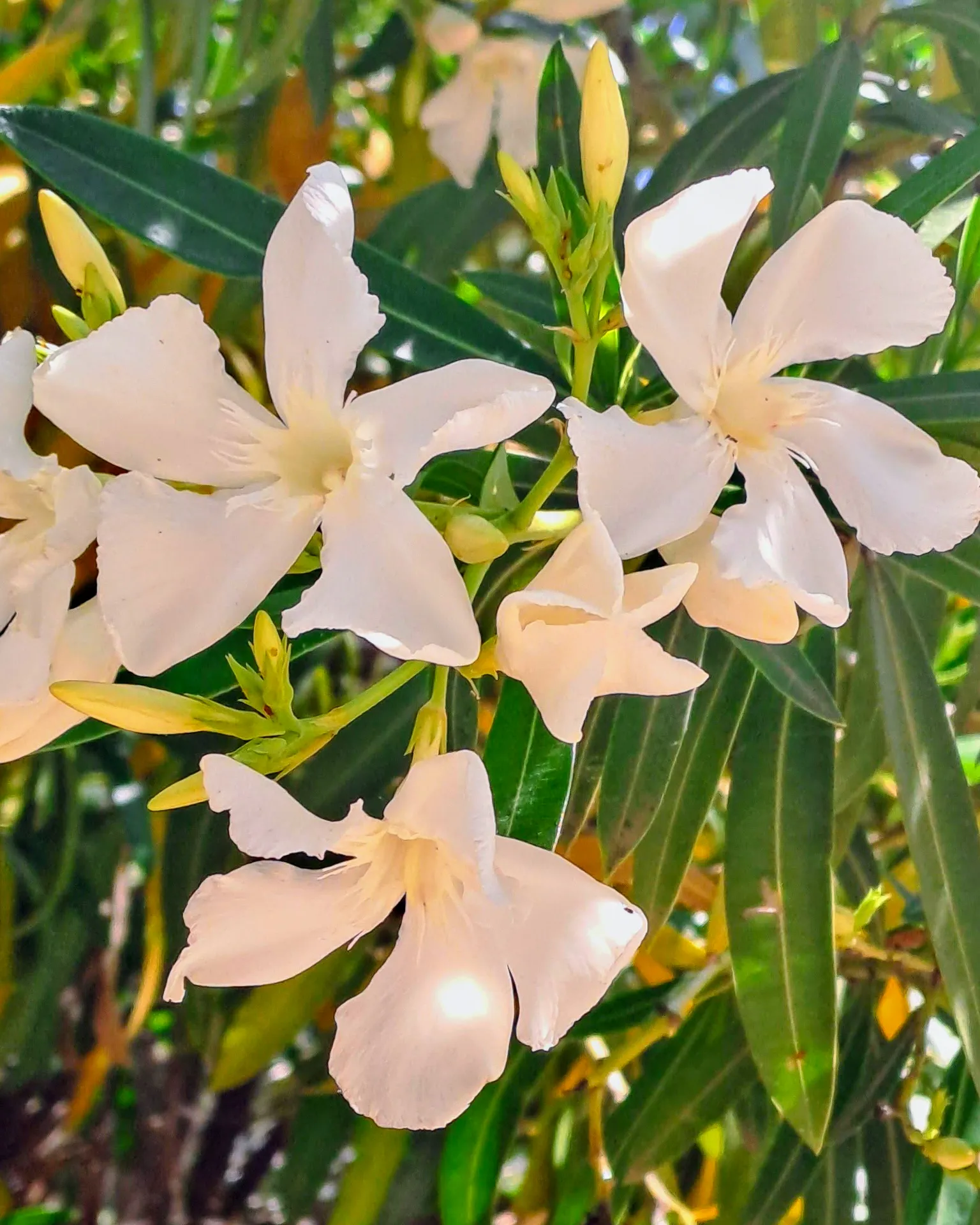 Delicate white oleander blossoms close-up detail | Natural World | Alicante province | MarkOWiHu Photographer Fotógrafo • markowihu.es