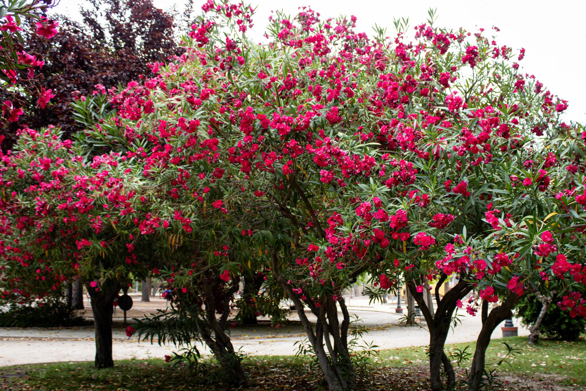 Standing Nerium oleander trees laden with pink blossoms | Natural World | Alicante province | MarkOWiHu Photographer Fotógrafo • markowihu.es