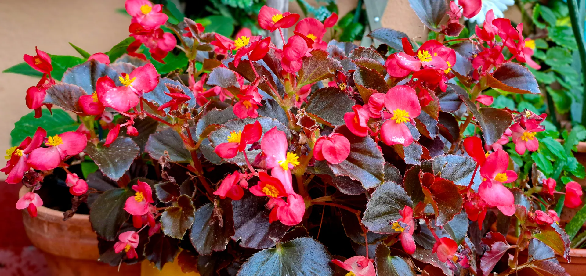 Begonia Dragon Wing with saturated red flowers and deep foliage | Natural World | Alicante province | MarkOWiHu Photographer Fotógrafo • markowihu.es
