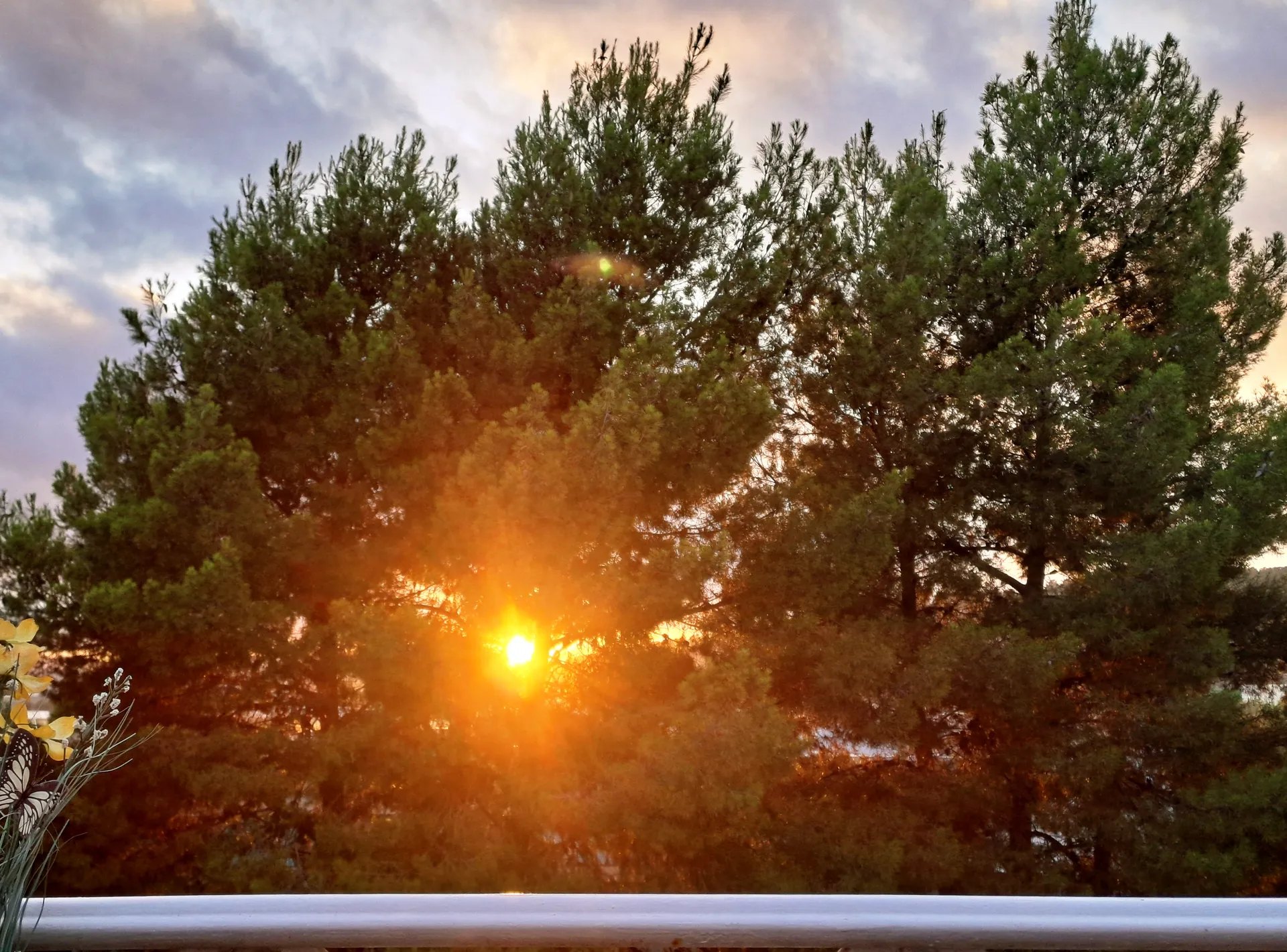 Warm golden sunburst filtering through woodland pine branches | Natural World | Alicante province | MarkOWiHu Photographer Fotógrafo • markowihu.es