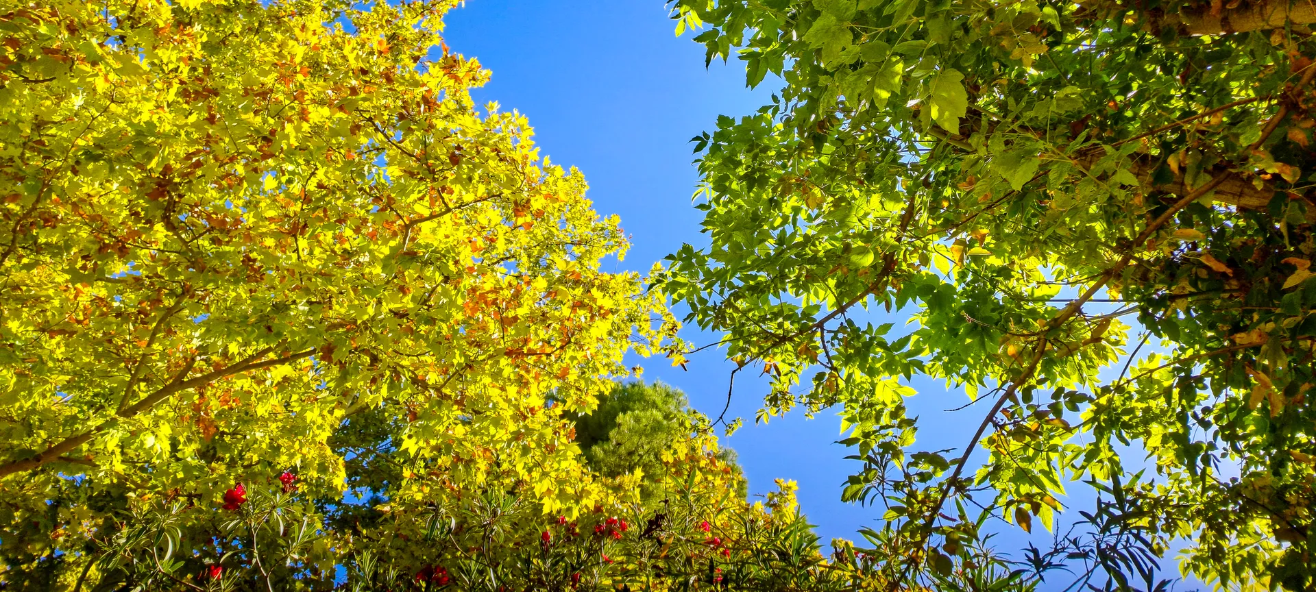 Golden autumn tree canopy set against bright blue sky | Natural World | Alicante province | MarkOWiHu Photographer Fotógrafo • markowihu.es