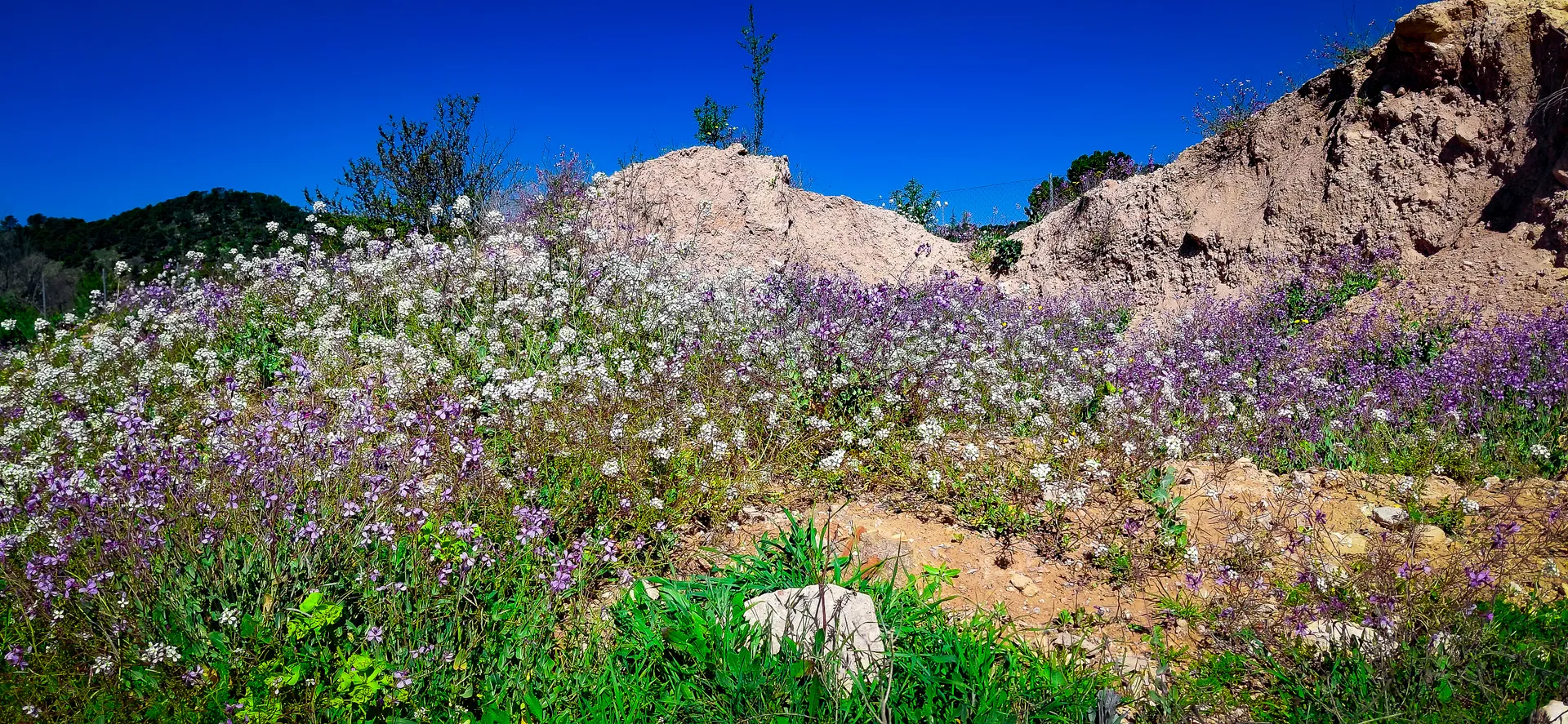 Rocky terrain adorned with spring flora and wildflowers | Natural World | Alicante province | MarkOWiHu Photographer Fotógrafo • markowihu.es