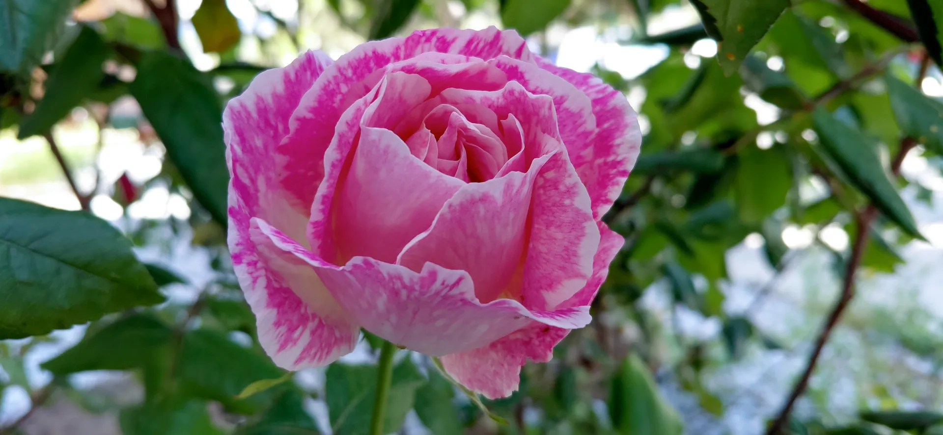 Vivid pink rose macro study showcasing delicate petal geometry | Natural World | Alicante province | MarkOWiHu Photographer Fotógrafo • markowihu.es