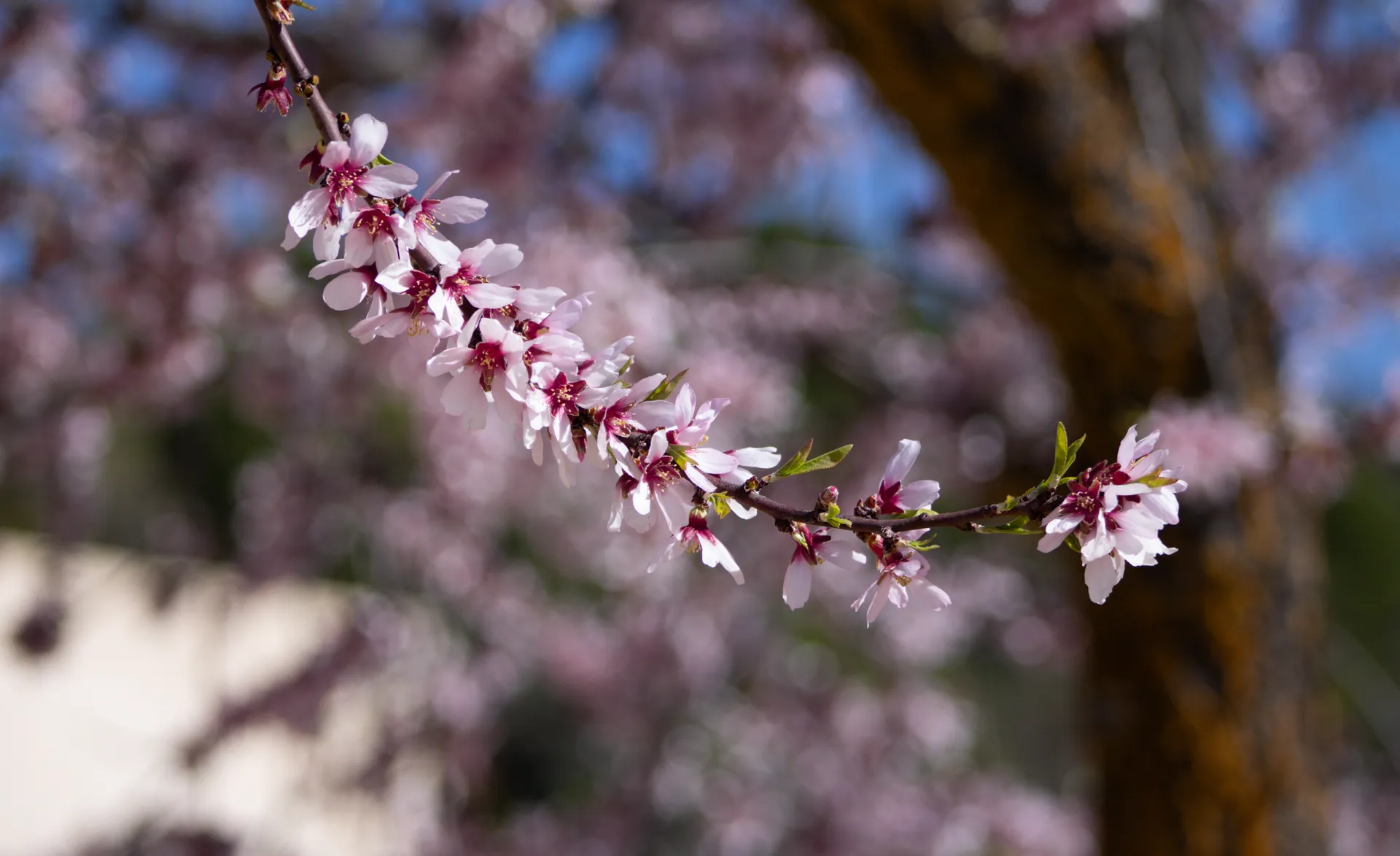 Spring blossom branch with delicate pink flowers against soft background | Natural World | Alicante province | MarkOWiHu Photographer Fotógrafo • markowihu.es