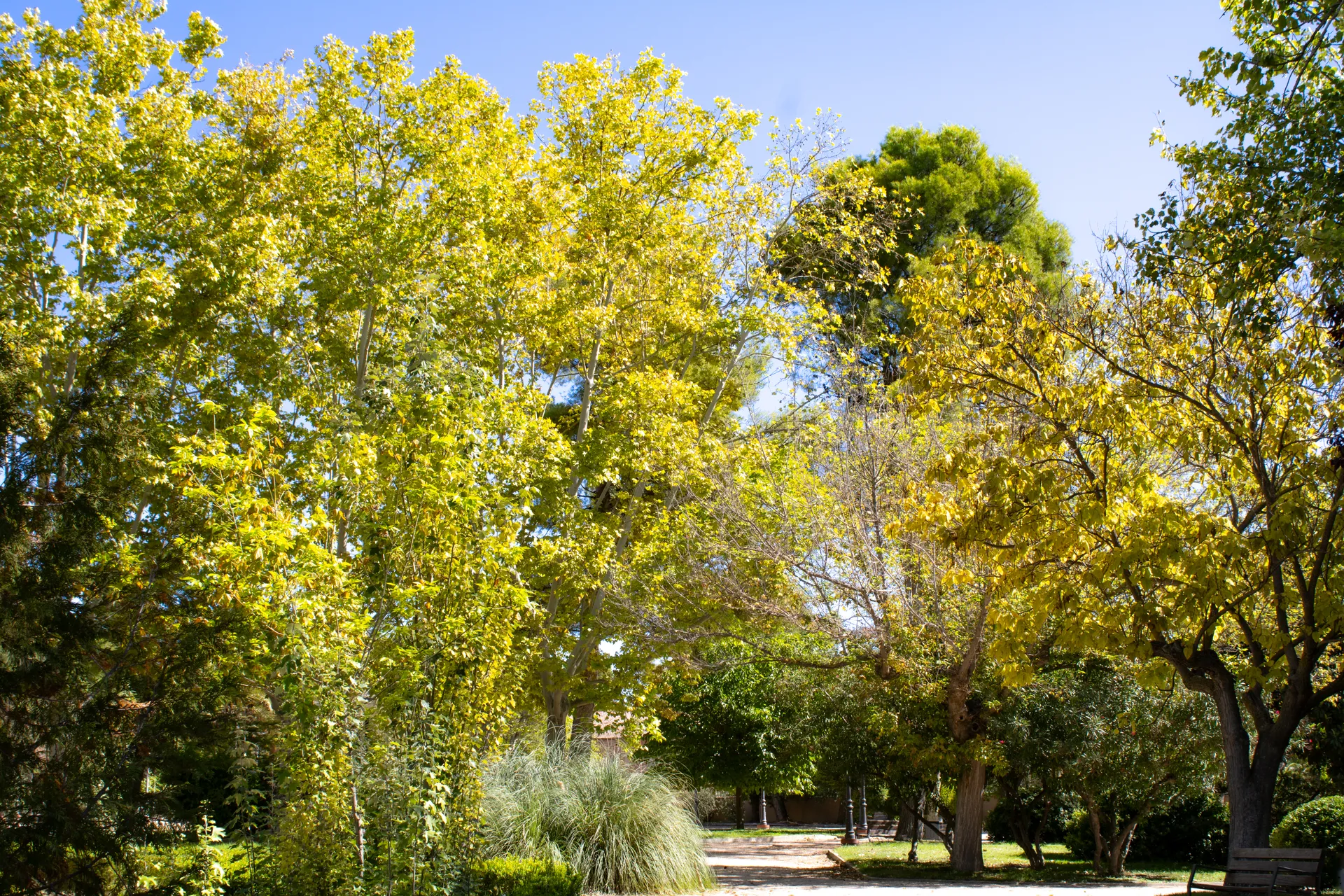 Sunlit autumn woodland trees displaying warm yellow leaves | Natural World | Alicante province | MarkOWiHu Photographer Fotógrafo • markowihu.es