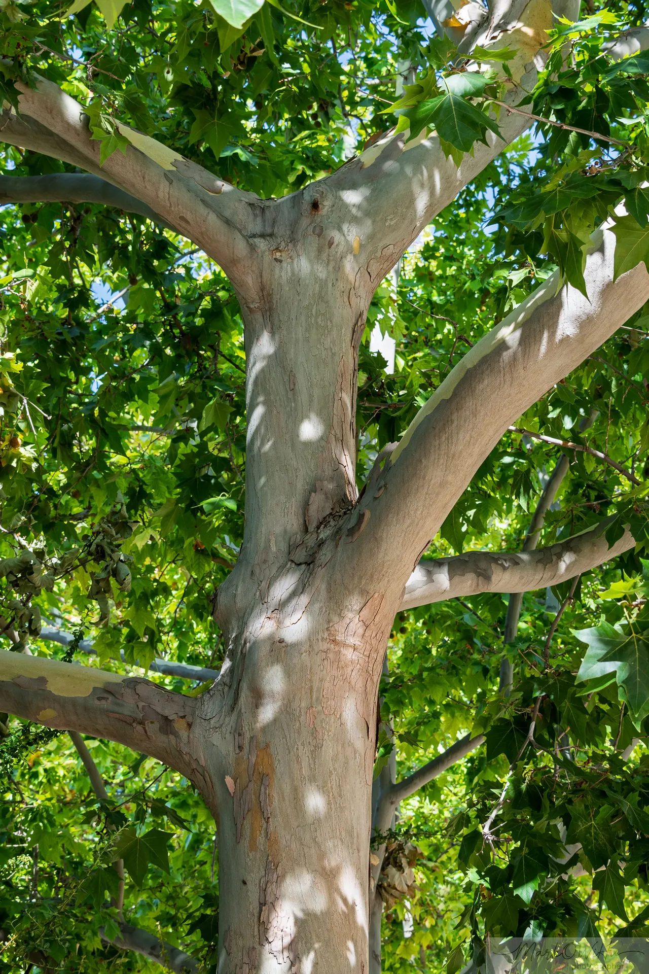 Sunlit plane tree trunk texture with upward branching structure and dappled canopy light | Natural World | Alicante province | MarkOWiHu Photographer Fotógrafo • markowihu.es