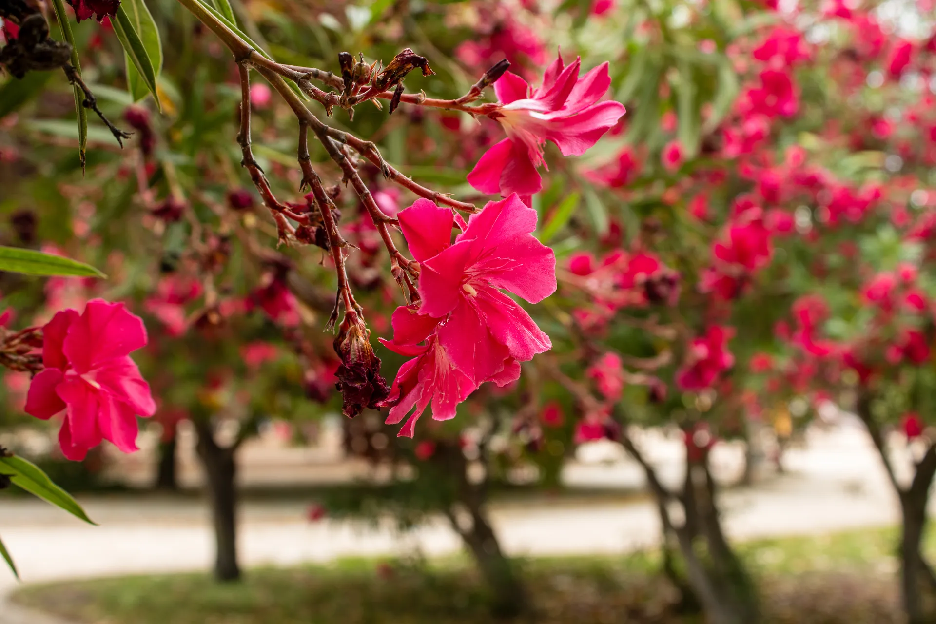 Pink oleander bush flourishing under warm Mediterranean sun | Natural World | Alicante province | MarkOWiHu Photographer Fotógrafo • markowihu.es