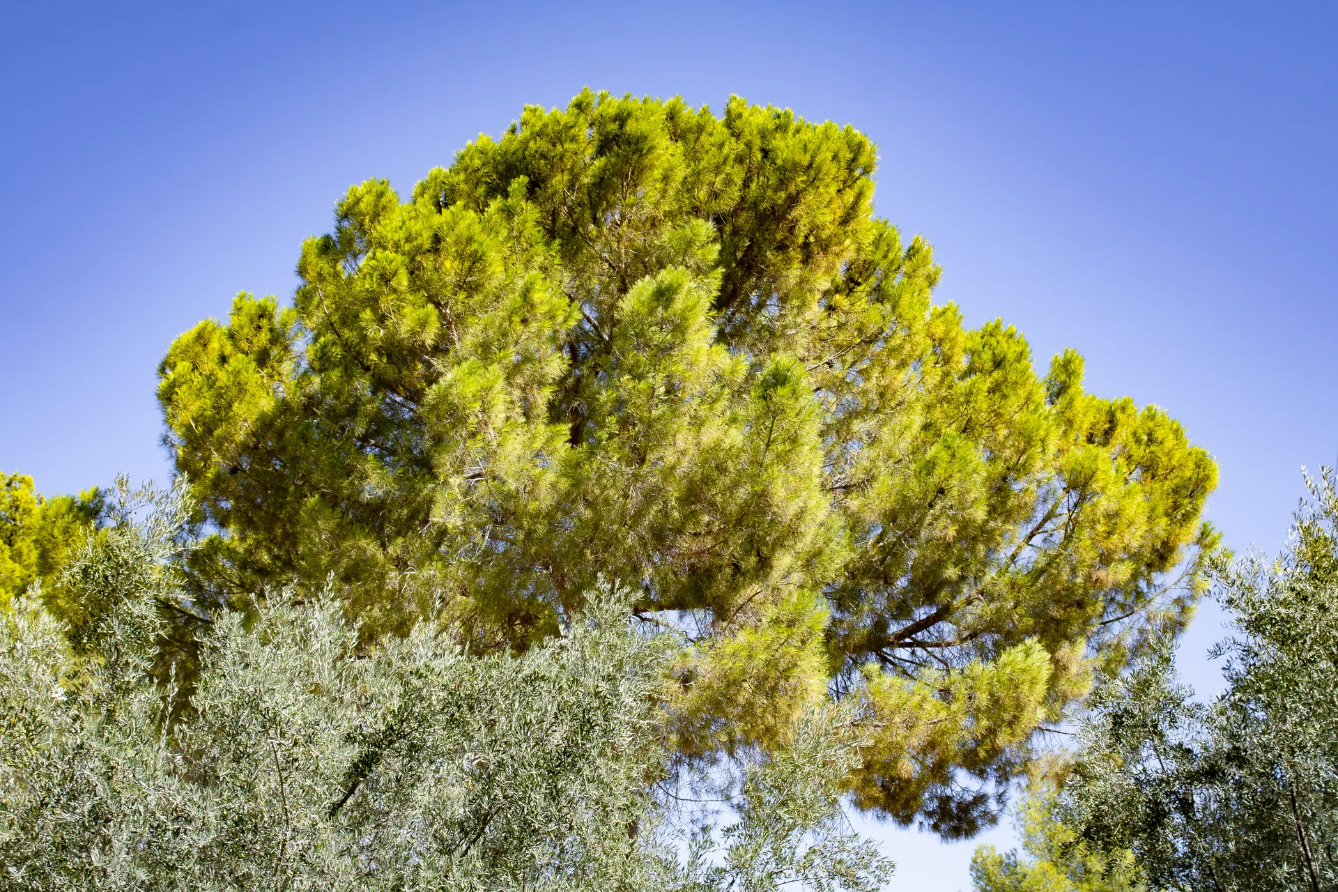 Dense pine tree foliage creating rich vertical organic patterns | Natural World | Alicante province | MarkOWiHu Photographer Fotógrafo • markowihu.es