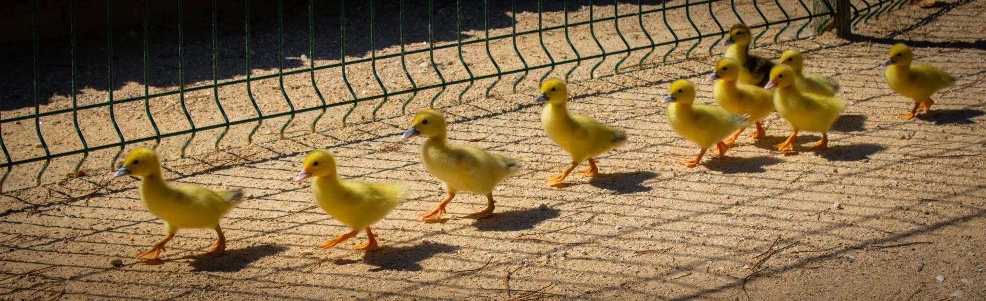 Family of ducklings walking along wooden lakeside path | Natural World | Alicante province | MarkOWiHu Photographer Fotógrafo • markowihu.es
