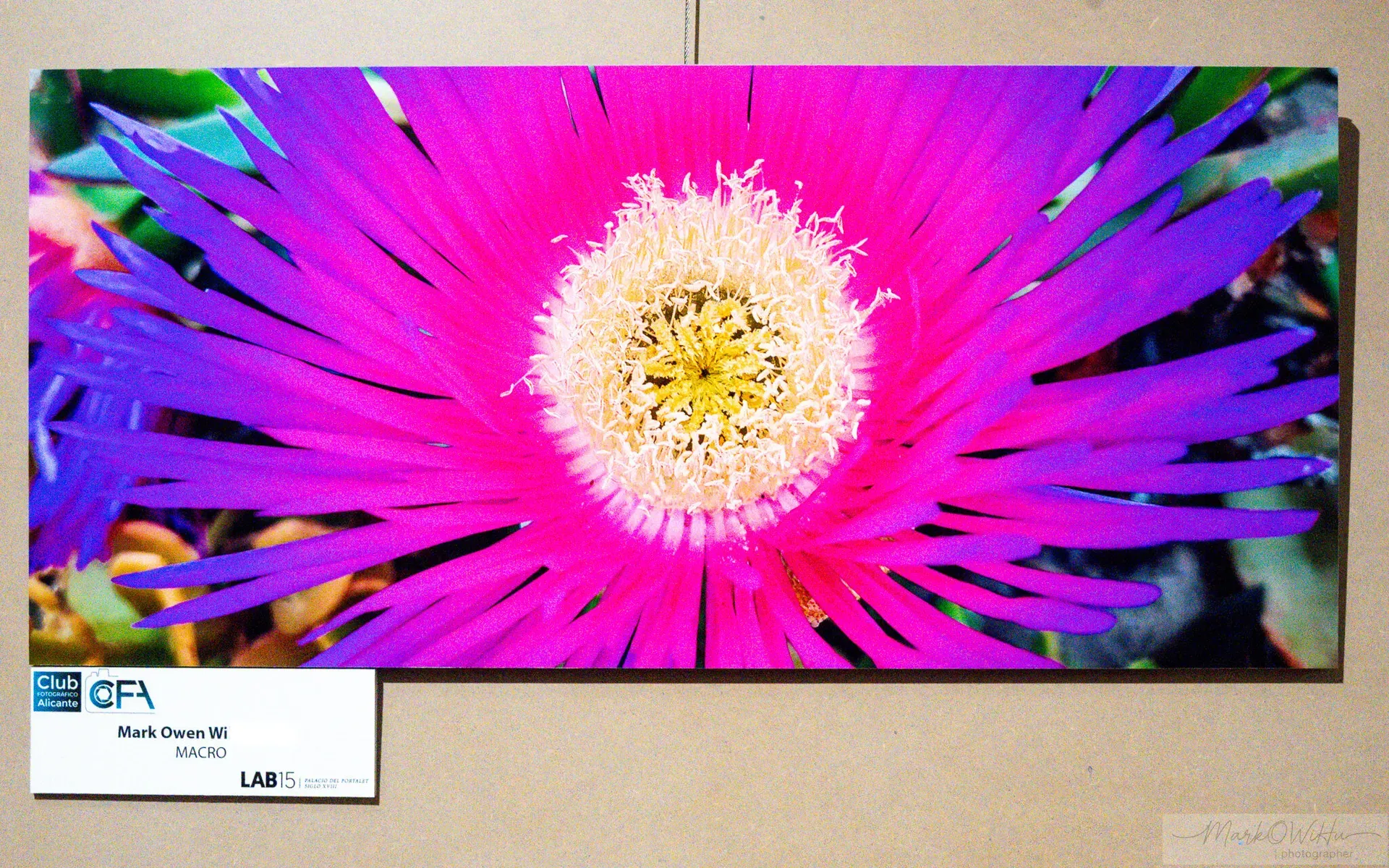 Fine-art print: Carpobrotus acinaciformis – Geometría encendida, on display in the exhibition gallery of El Palacio del Portalet, Alicante (September-October 2026)